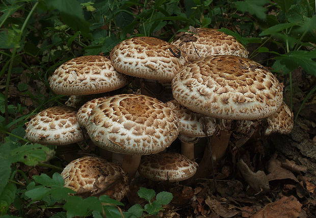 pečiarka trsovitá Agaricus bohusii Bon