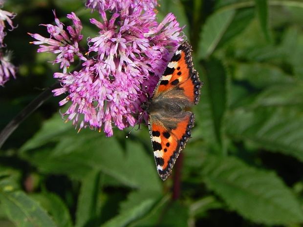 bábôčka prhľavová Aglais urticae