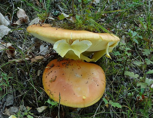 muchotrávka cisárska Amanita caesarea (Scop.) Pers.