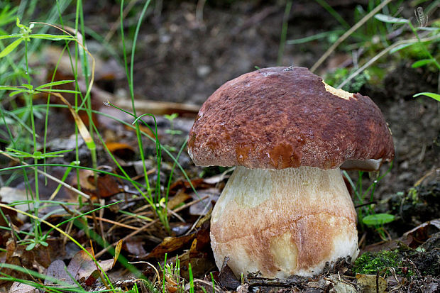 hríb sosnový Boletus pinophilus Pil. et Dermek in Pil.