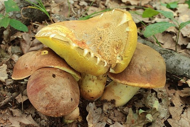 hríb príveskatý Butyriboletus appendiculatus (Schaeff. ex Fr.) Secr.