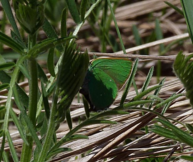 ostrôžkár černicový Callophrys rubi Linnaeus,1758 L.