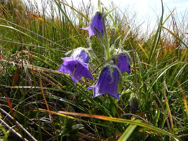 zvonček alpínsky Campanula alpina Jacq.