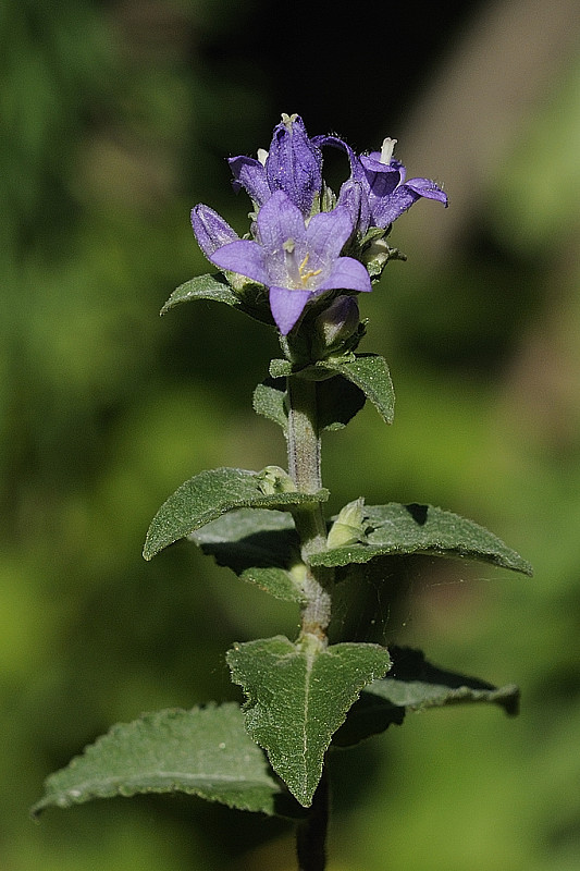 zvonček pŕhľavolistý Campanula trachelium L.