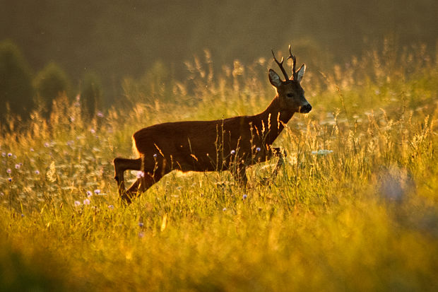 srnec lesný Capreolus capreolus