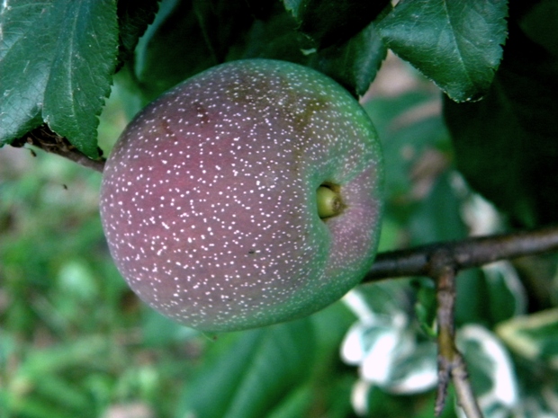 dulovec nádherný Chaenomeles speciosa (Sweet) Nakai