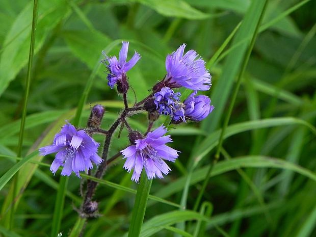 mliečivec alpínsky Cicerbita alpina (L.) Wallr.