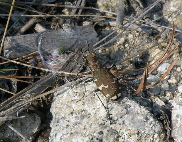 svižník piesočný / svižník zvrhlý Cicindela hybrida Linnaeus, 1758