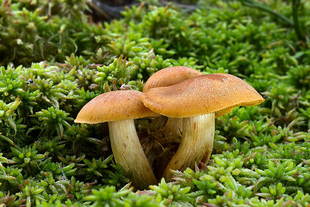 pavučinovec Cortinarius sp.