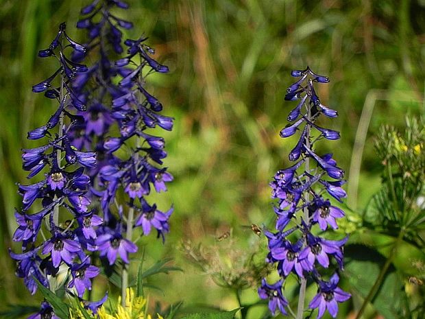 stračonôžka tatranská Delphinium oxysepalum Borbás et Pax