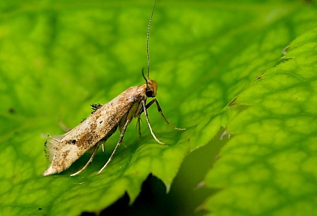 šupinovka kozonohová Epermeria illigerella