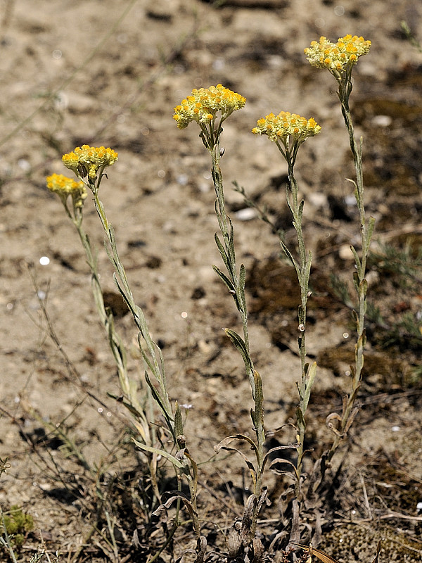 slamiha piesočná Helichrysum arenarium (L.) Moench