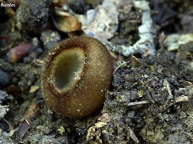 humária polguľovitá Humaria hemisphaerica (F.H. Wigg.) Fuckel