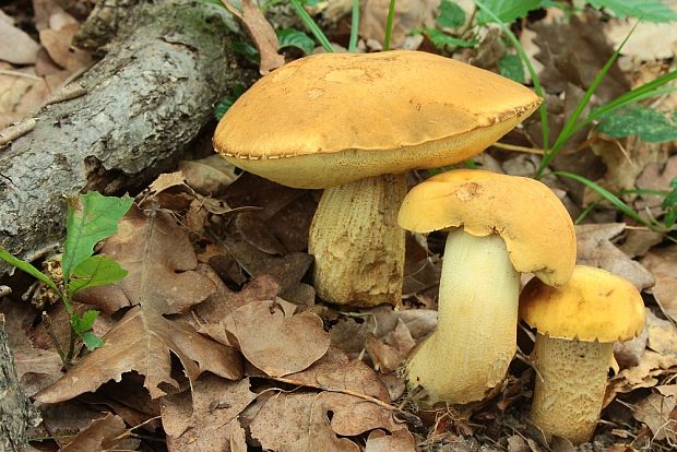 kozák žltopórový Leccinellum crocipodium (Letell.) Della Maggiora & Trassinelli