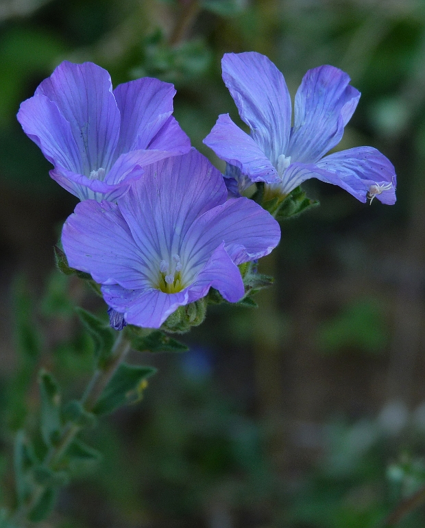 ľan chlpatý Linum hirsutum L.