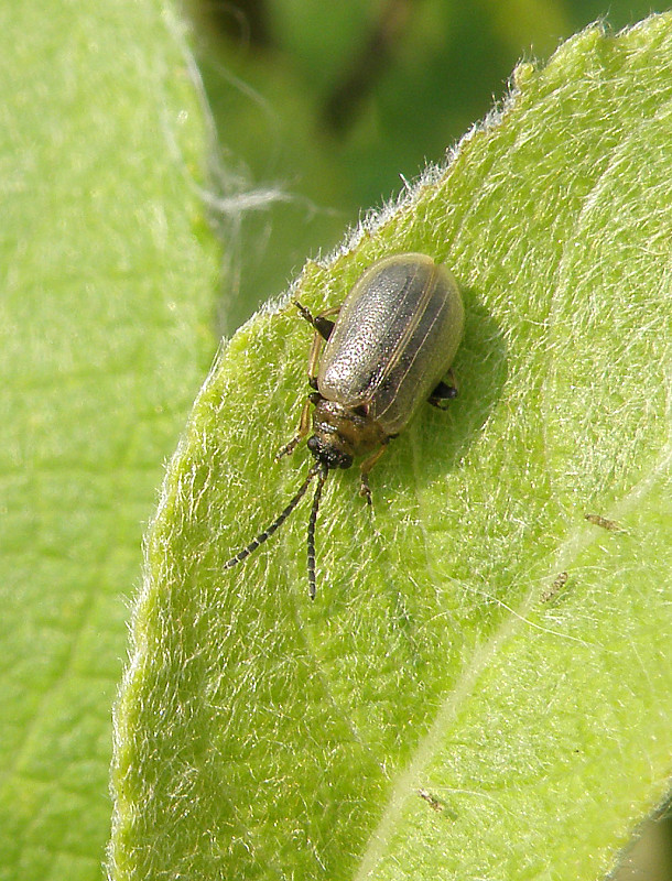 váhavec rakytový / bázlivec vrbový Lochmaea capreae Linnaeus, 1758