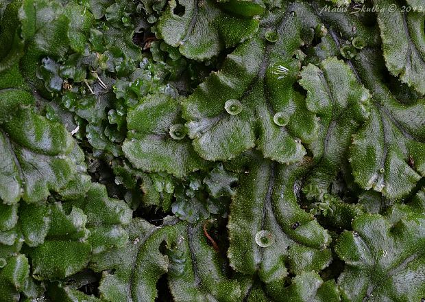 porastnica  Marchantia polymorpha