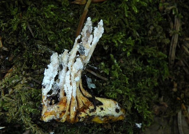 Paecilomyces sp.