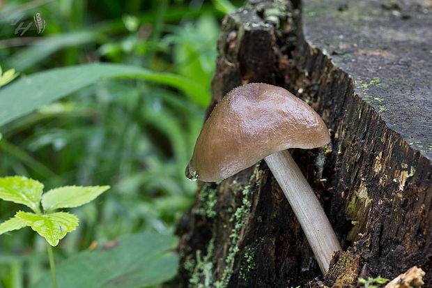 štítovka jelenia Pluteus cervinus (Schaeff.) P. Kumm.