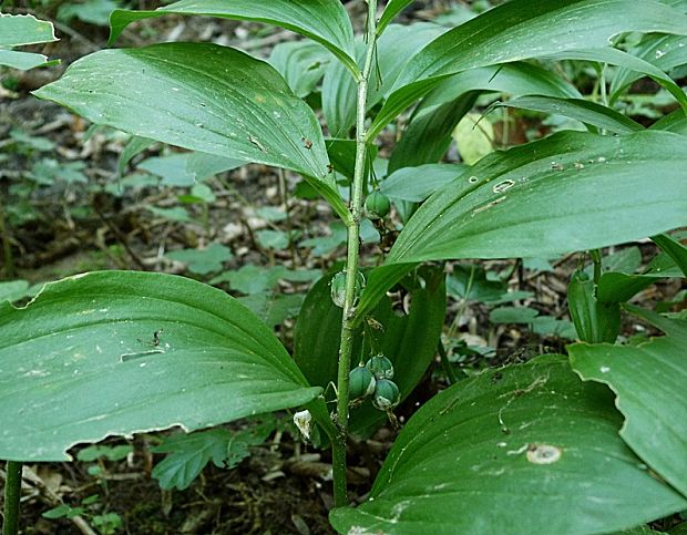 kokorík mnohokvetý Polygonatum multiflorum (L.) All.