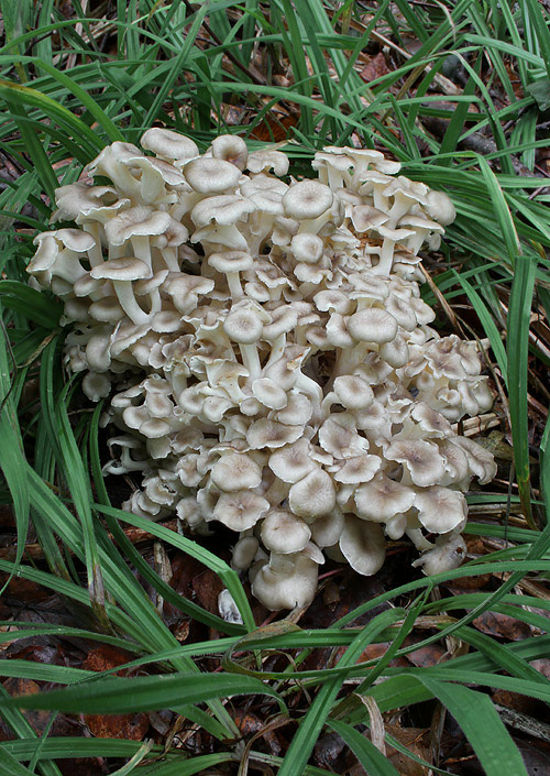 trúdnik klobúčkatý Polyporus umbellatus (Pers.) Fr.