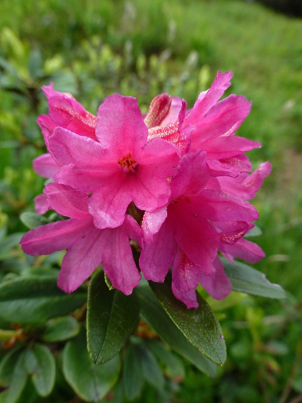 rododenderon Rhododendron ferrugineum L.