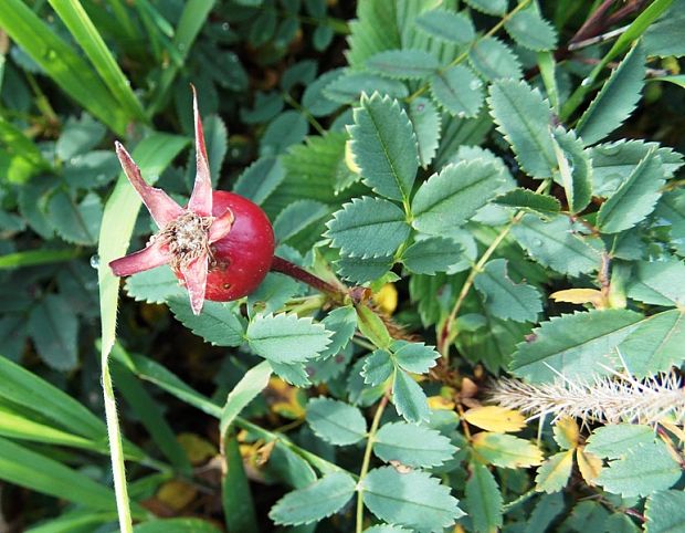 ruža bedrovníková Rosa pimpinellifolia L.