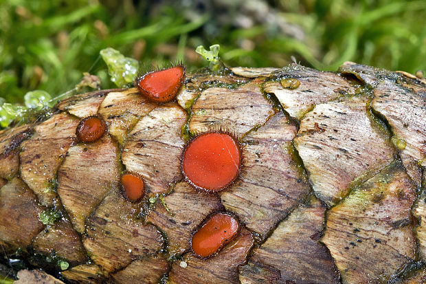 štítovnička Scutellinia sp.