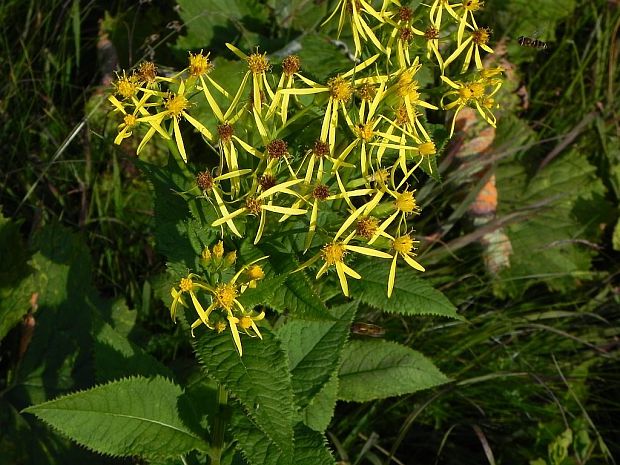 starček vajcovitolistý Senecio ovatus (P. Gaertn., B. Mey. et Scherb.) Willd.