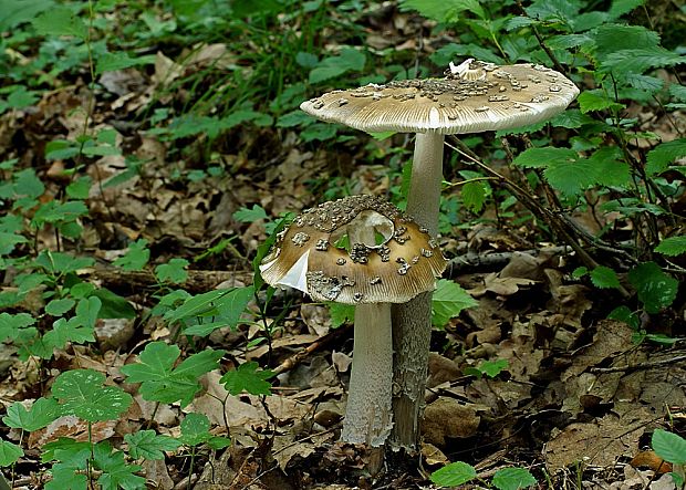 muchotrávka chrastavá Amanita ceciliae (Berk. & Broome) Bas