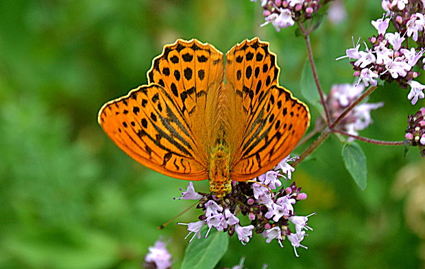 perlovec striebristopásavý-samček Argynnis paphia