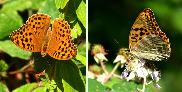 perlovec striebristopásavý-samička Argynnis paphia