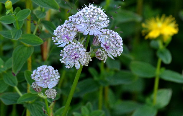 jarmanka väčšia Astrantia major L.