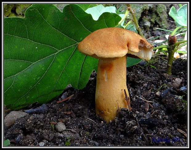 suchohríb moravský Aureoboletus moravicus (Václ. Vacek) Klofac