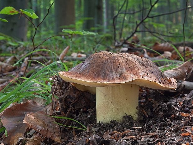 hríb príveskatý Butyriboletus appendiculatus (Schaeff. ex Fr.) Secr.