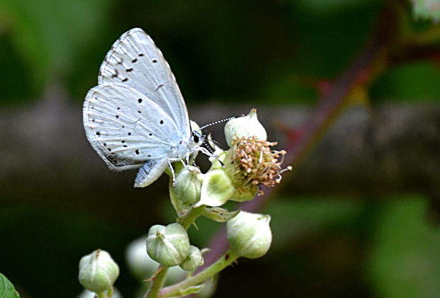 modráčik krušinový  Celastrina argiolus