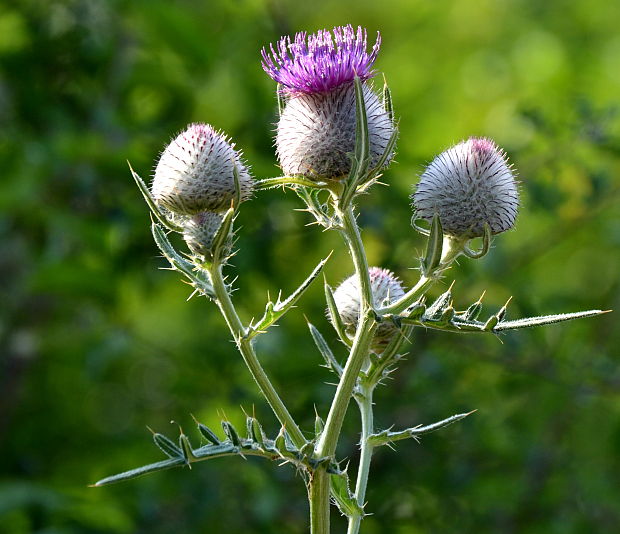 pichliač bielohlavý Cirsium eriophorum (L.) Scop.