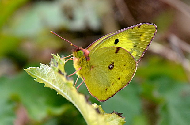 žltáčik vičencový Colias crocea