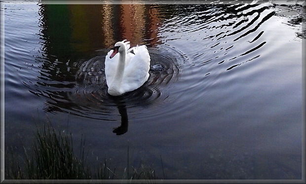 labuť Cygnus olor