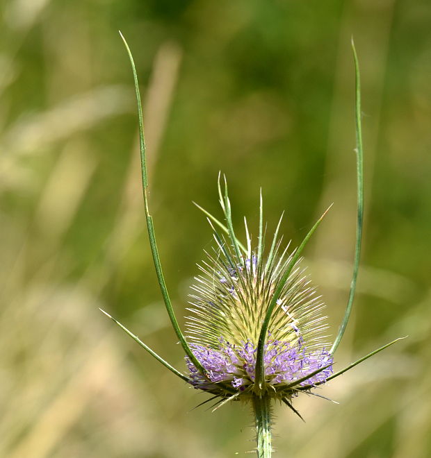 štetka lesná Dipsacus fullonum L.