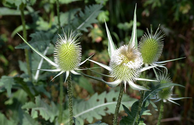 štetka laločnatá Dipsacus laciniatus L.