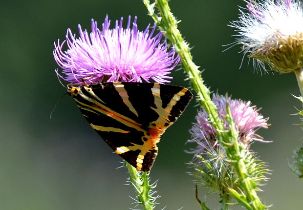 spriadač kostihojový  Euplagia quadripunctaria