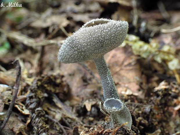 chriapač brvitý Helvella macropus (Pers.) P. Karst.