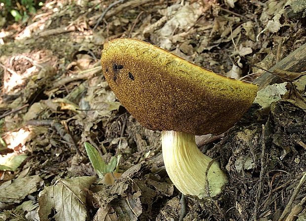 hríb jamkatý Hemileccinum depilatum (Redeuilh) Šutara