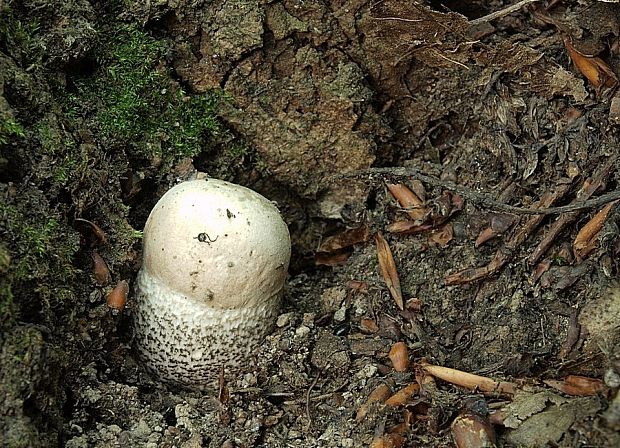 kozák topoľový Leccinum duriusculum (Schulzer ex Kalchbr.) Singer