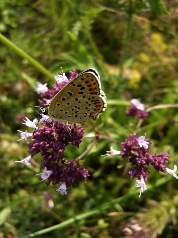 ohniváčik čiernoškvrnný Lycaena tityrus Poda, 1761