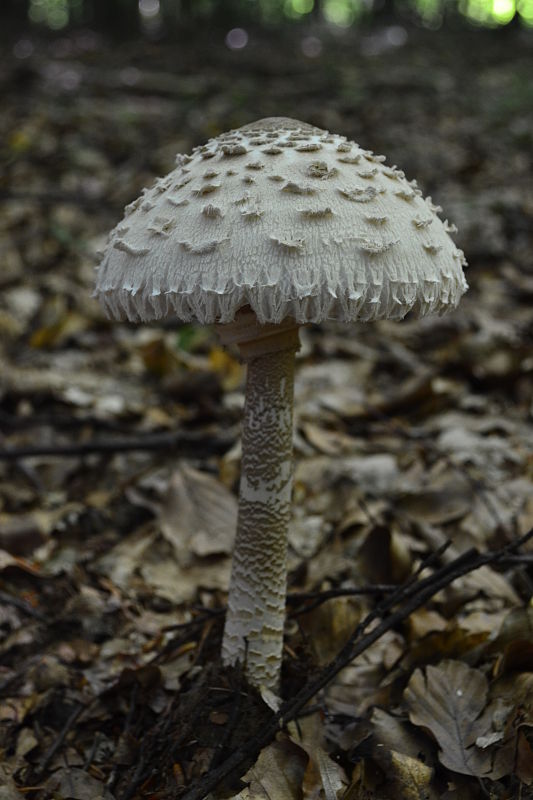 bedľa Macrolepiota sp.