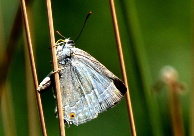 ostrôžkár dubový Neozephyrus quercus