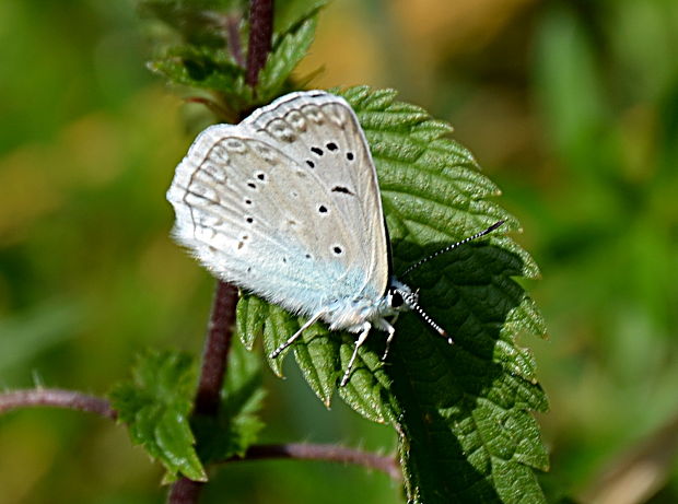 modráčik hnedoškvrnný Polyommatus daphnis