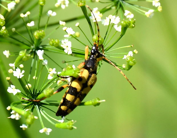 fúzač škvrnitý  Rutpela maculata